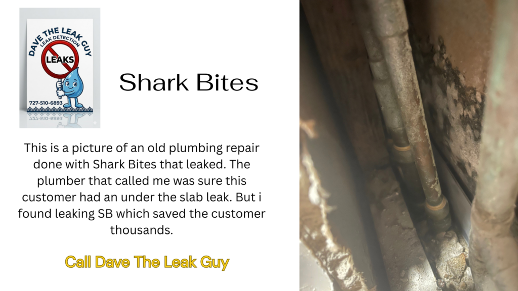 shark bite