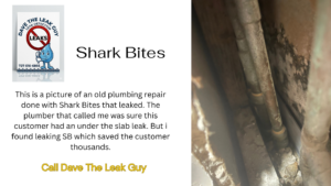 shark bite