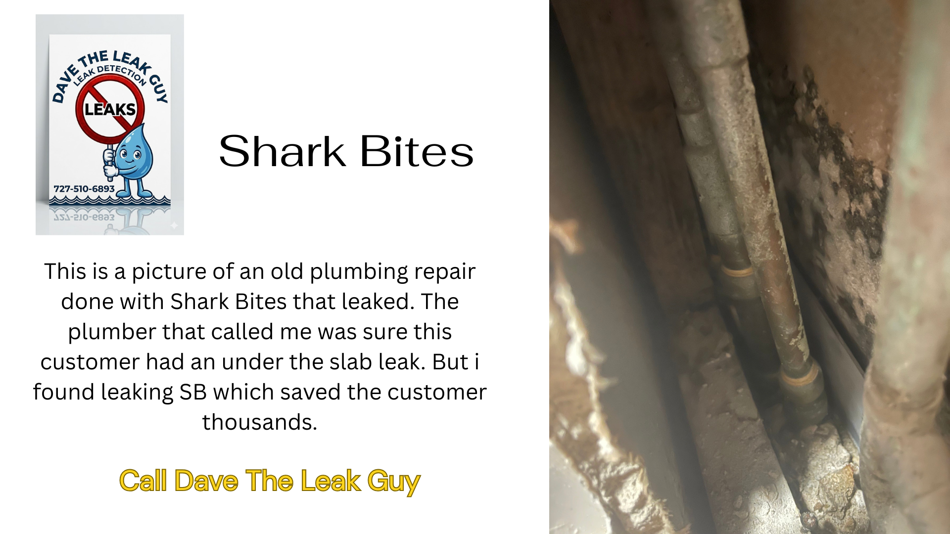 shark bite
